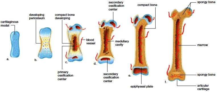 Surface Features Of Bones Bone Growth And Repair